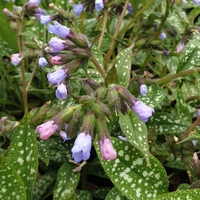 Pulmonaria 'Roy Davison'